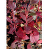 MYRTILLE DES JARDINS PATRIOT