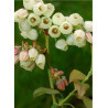 MYRTILLE DES JARDINS PATRIOT (Vaccinium corymbosum)