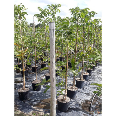 NOYER FRANQUETTE (JUGLANS regia)