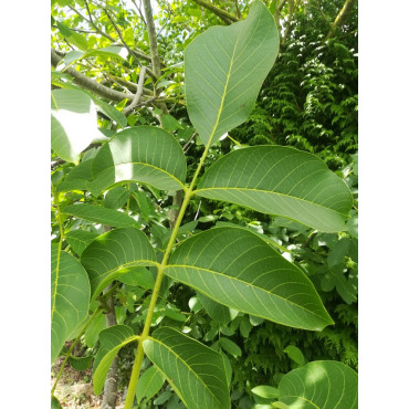 NOYER MAYETTE (JUGLANS regia)