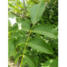 NOYER MAYETTE (JUGLANS regia)