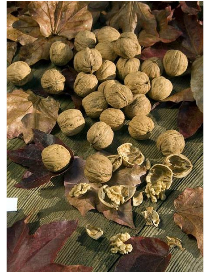 NOYER MAYETTE (JUGLANS regia)