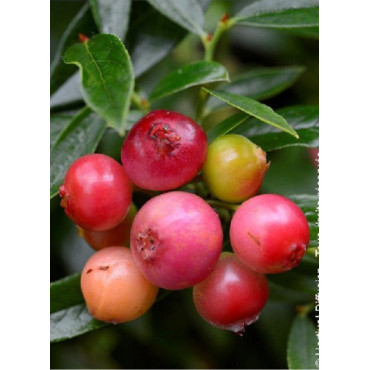 MYRTILLE DES JARDINS PINK LEMONADE (Vaccinium ashei)