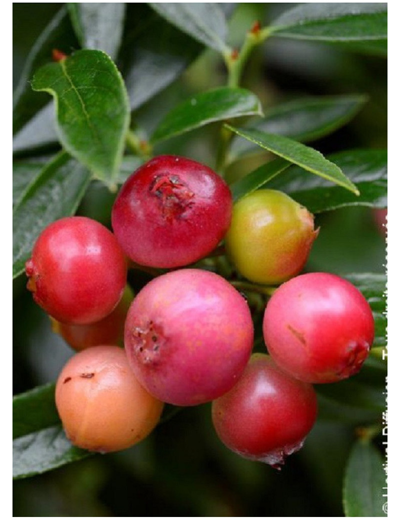 MYRTILLE DES JARDINS PINK LEMONADE (Vaccinium ashei)