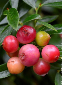 MYRTILLE DES JARDINS PINK LEMONADE