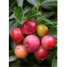 MYRTILLE DES JARDINS PINK LEMONADE (Vaccinium ashei)