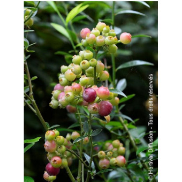 MYRTILLE DES JARDINS PINK LEMONADE (Vaccinium ashei)