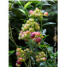 MYRTILLE DES JARDINS PINK LEMONADE (Vaccinium ashei)