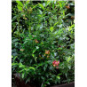 MYRTILLE DES JARDINS PINK LEMONADE (Vaccinium ashei)