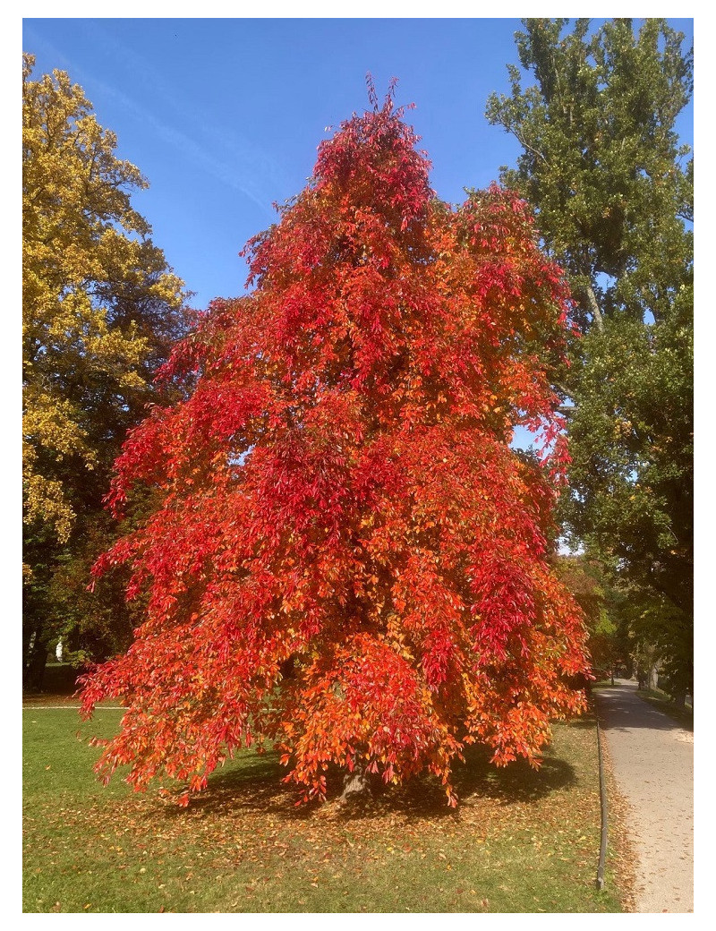 NYSSA sylvatica (Tupélo, nyssa)