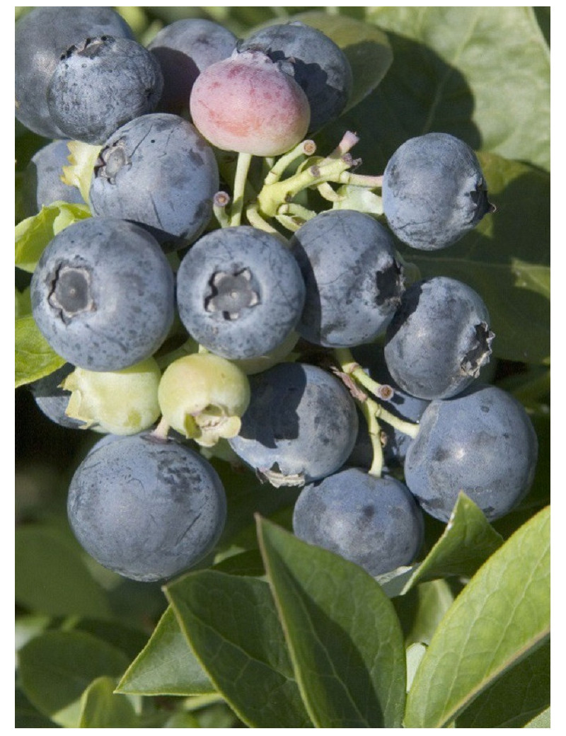 MYRTILLE DES JARDINS SPARTAN (Vaccinium corymbosum)