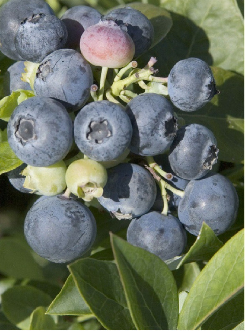 MYRTILLE DES JARDINS SPARTAN