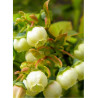 MYRTILLE DES JARDINS SPARTAN (Vaccinium corymbosum)