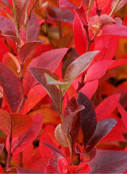 MYRTILLE DES JARDINS SPARTAN