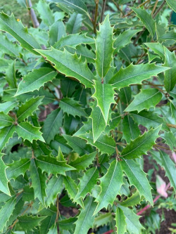 OSMANTHUS armatus