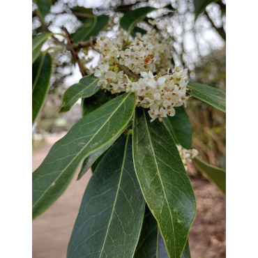 OSMANTHUS armatus (Osmanthe armée)