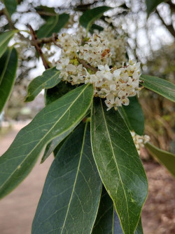 OSMANTHUS armatus