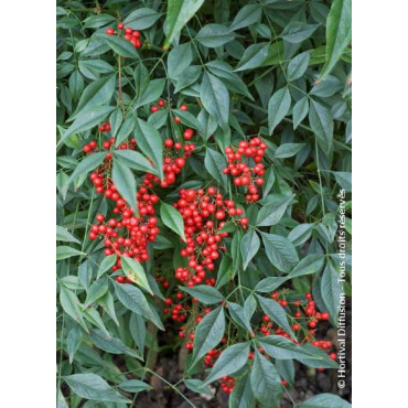 NANDINA domestica (Bambou sacré, nandine)