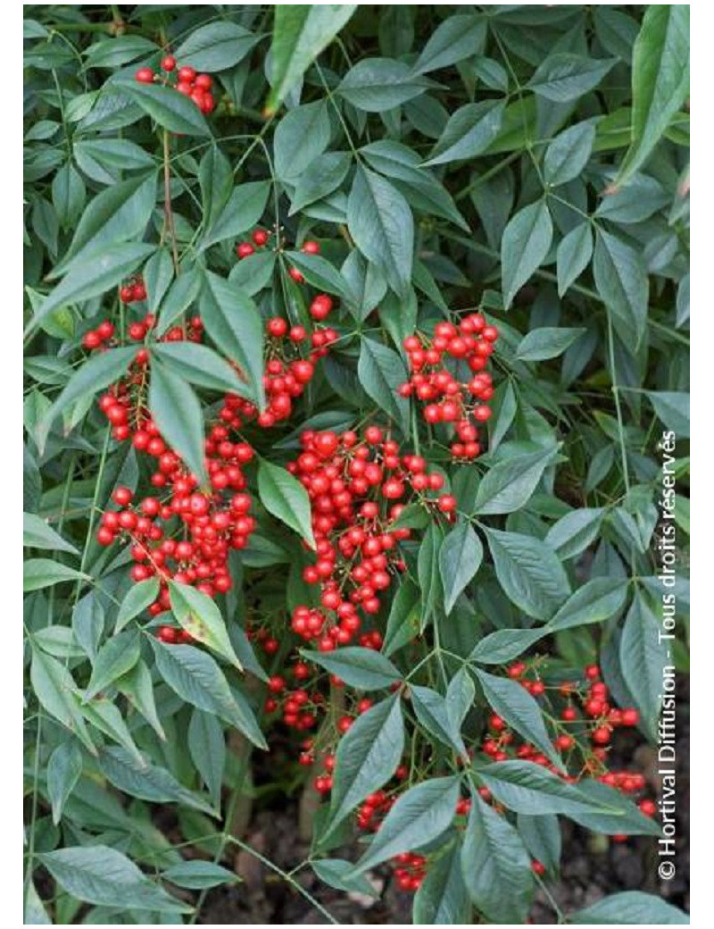 NANDINA domestica (Bambou sacré, nandine)