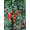 NANDINA domestica (Bambou sacré, nandine)