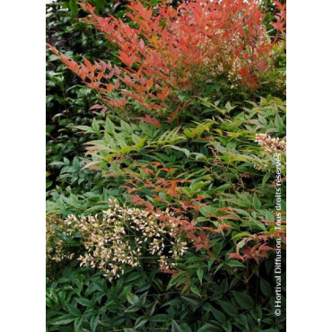 NANDINA domestica (Bambou sacré, nandine)