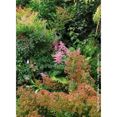 NANDINA domestica (Bambou sacré, nandine)