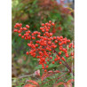 NANDINA domestica (Bambou sacré, nandine)