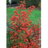 NANDINA domestica (Bambou sacré, nandine)