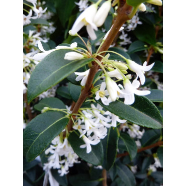 OSMANTHUS burkwoodii (Osmanthe de Burkwood)