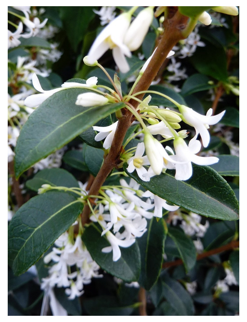 OSMANTHUS burkwoodii (Osmanthe de Burkwood)