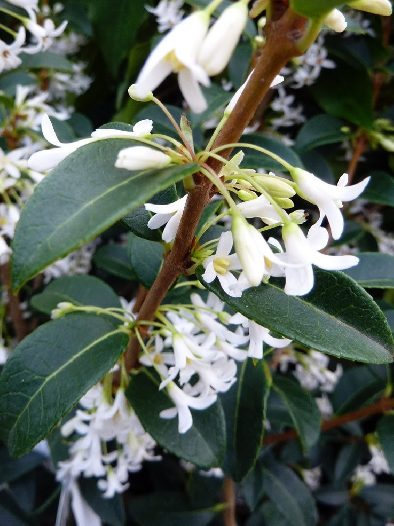 Osmanthus Burkwoodii Toxicit Osmanthus Burkwoodii Taille FWVBFC Osmanthus Burkwoodii Toxicit Osmanthus Burkwoodii Taille FWVBFC
