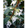 OSMANTHUS burkwoodii (Osmanthe de Burkwood)