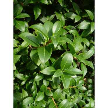 OSMANTHUS burkwoodii (Osmanthe de Burkwood)