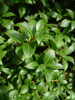 OSMANTHUS burkwoodii