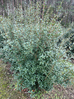 OSMANTHUS burkwoodii