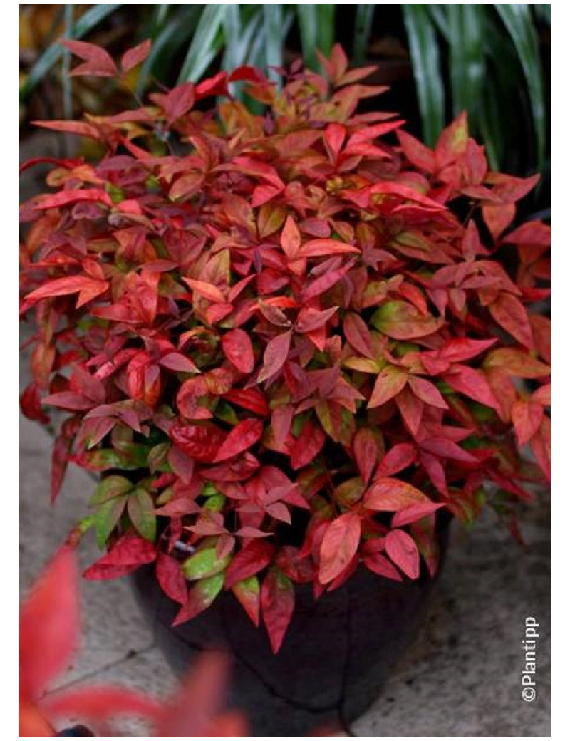 NANDINA domestica BLUSH PINK® (Bambou sacré, nandine)