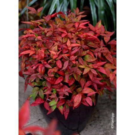 NANDINA domestica BLUSH PINK® (Bambou sacré, nandine)