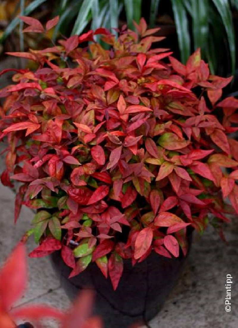 NANDINA domestica BLUSH PINK