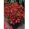 NANDINA domestica BLUSH PINK® (Bambou sacré, nandine)