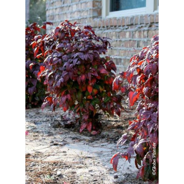 NANDINA domestica BLUSH PINK® (Bambou sacré, nandine)