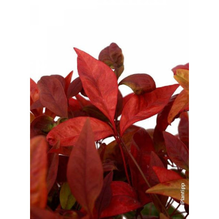 NANDINA domestica BLUSH PINK® (Bambou sacré, nandine)