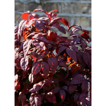 NANDINA domestica BLUSH PINK® (Bambou sacré, nandine)