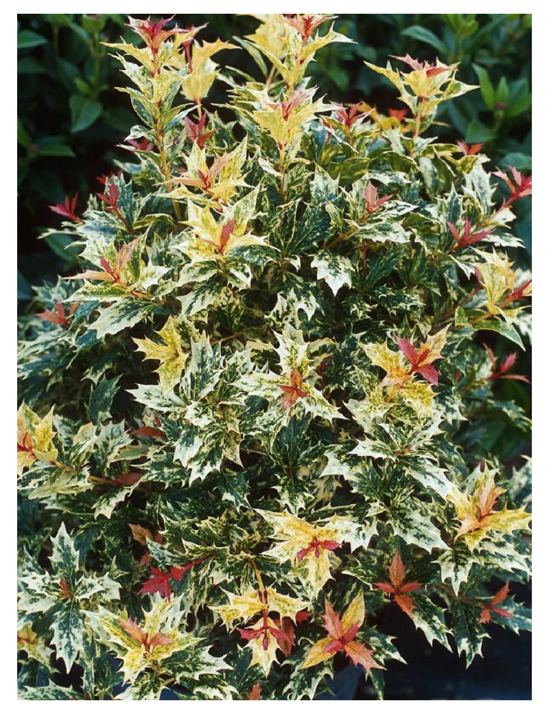 OSMANTHUS heterophyllus TRICOLOR ou GOSHIKI (Osmanthe à feuilles de houx Tricolore)