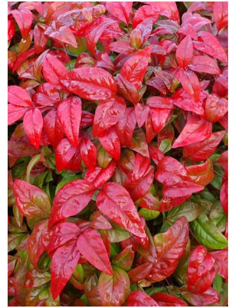 NANDINA domestica FIRE POWER (Bambou sacré, nandine)