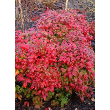 NANDINA domestica FIRE POWER (Bambou sacré, nandine)