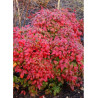 NANDINA domestica FIRE POWER (Bambou sacré, nandine)