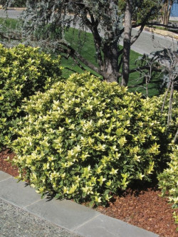 OSMANTHUS heterophyllus TRICOLOR ou GOSHIKI