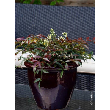 NANDINA domestica FLIRT® (Bambou sacré, nandine)