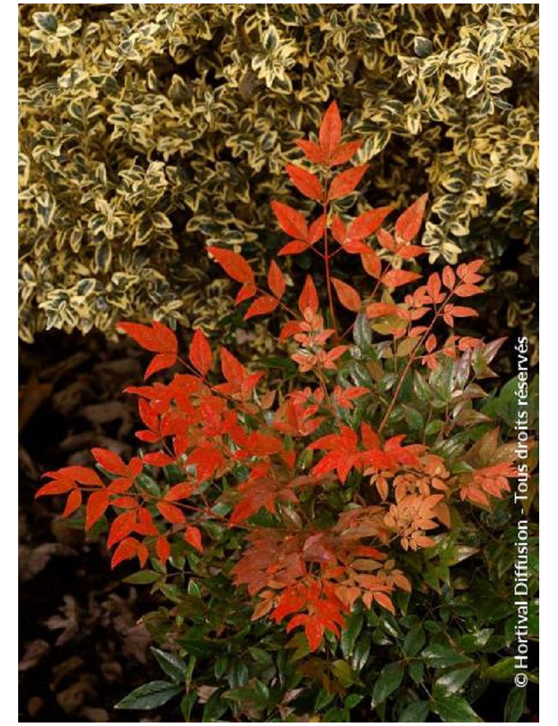 NANDINA domestica GULF STREAM (Bambou sacré, nandine)