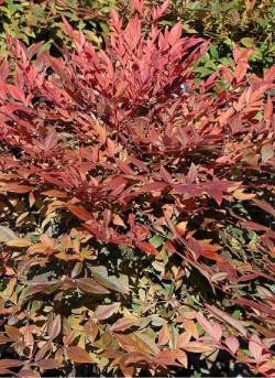 NANDINA domestica GULF STREAM